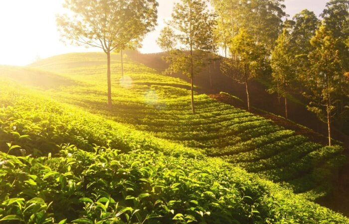 Banner -Munnar Travel Guide-Tea Plantations & Best Attractions