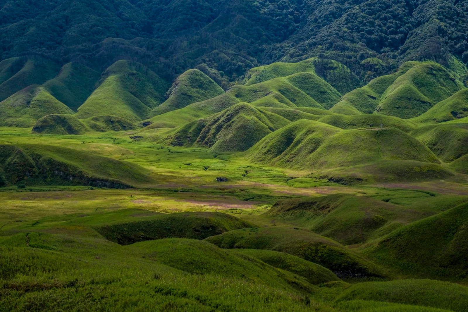 Dzukou Valley Nagaland - Only 200 Indians Can Visit This Place in India