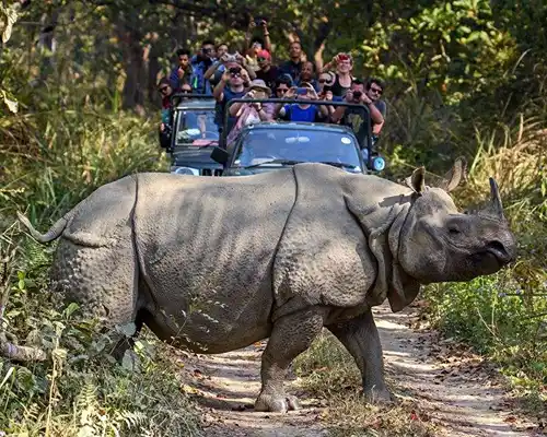 Jungle Safari in Chitwan National Park