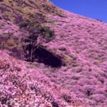 Munnar Tour Package - Neelakurinji flowers bloom -Kerala