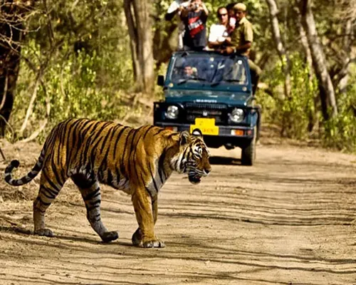 Rajaji National Park-Wildlife Safari in Uttarakhand