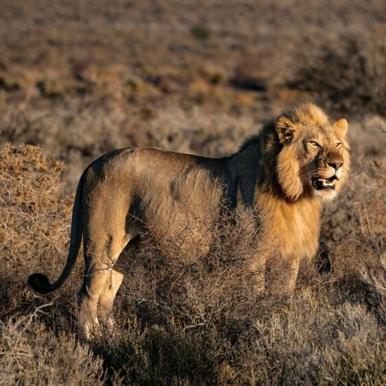 Spiritual & Wildlife Gujarat Tour