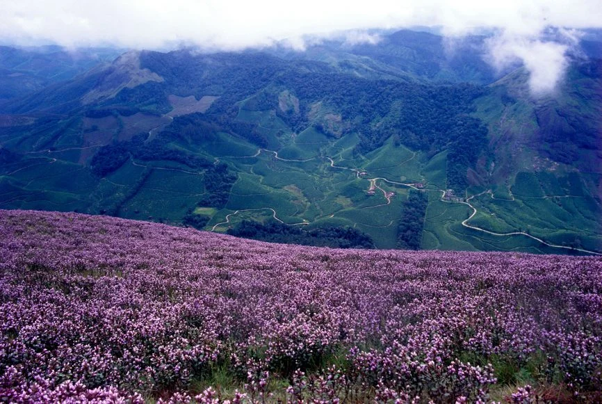 Munnar Tour Package - Neelakurinji flowers bloom -Kerala