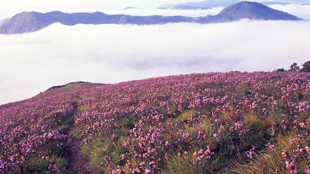 Munnar Tour Package - Neelakurinji flowers bloom -Kerala
